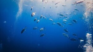 A school of fish swimming in deep blue ocean waters